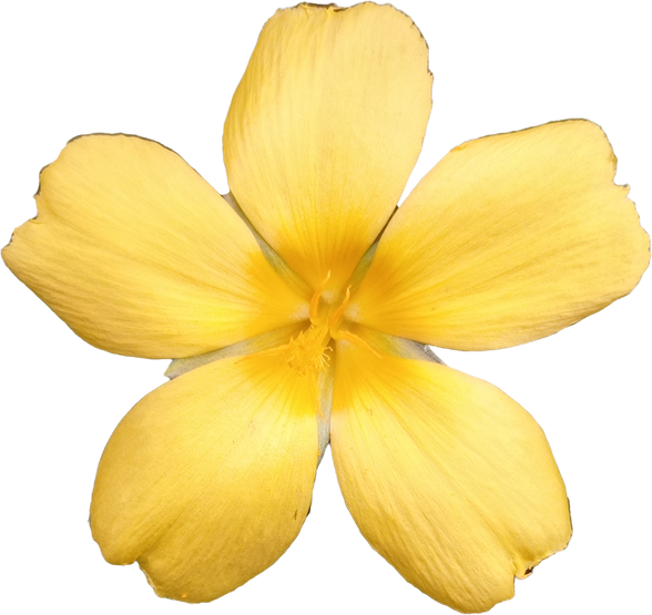 Yellow Flower Cutout