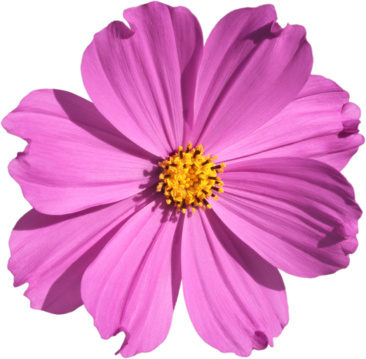 Pink Cosmos flower